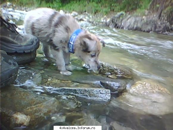 wolfi are primul contact cu apa pe care nu prea o intelege si se baga cu labele in rau :rotfl: