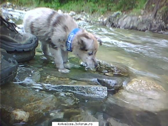 IESIRE LA GRATAR nr. 1 - WOLFI are primul contact cu apa pe care nu prea o - IESIRI IN NATURA