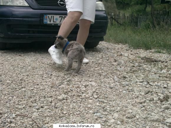 wolfy este suparat rau asa ca se razbuna pe livia. :zzz: iesire la gratar nr. 1
