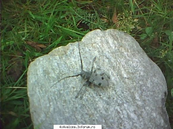 o insecta de piatra asa vad eu natura