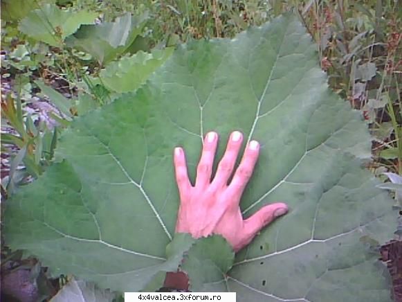 o frunza asa vad eu natura