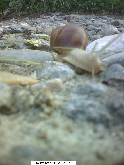 un melc asa vad eu natura