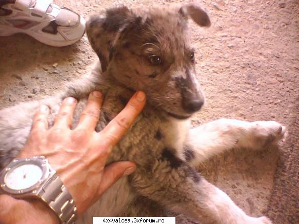 wolficu este numele pe care l-a ales giulia pentru micul wolf 
 wolf la 2 luni noastre